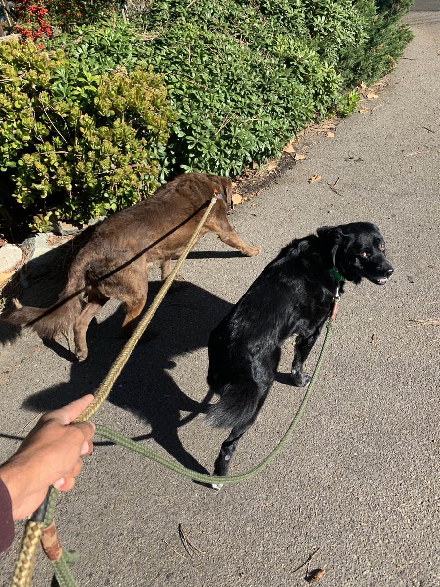 ProximityPHM's tweet photo. Got tracktion!? #proximityphm #lost&amp;found #pettech https://t.co/0qrTI2W8CQ