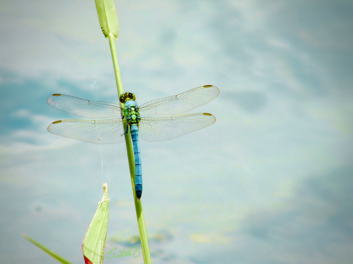 perspectivebySB's tweet photo. Blufly - Dragonflies symbolize the change in perspective of yourself. #blufly #dragonfly #change #photography #bokeh #nature #naturalbeauty #naturalart #fineartphotography #perspectivebysb #Perspective https://t.co/jIDgbGJDbY https://t.co/hpgFHuBGnO