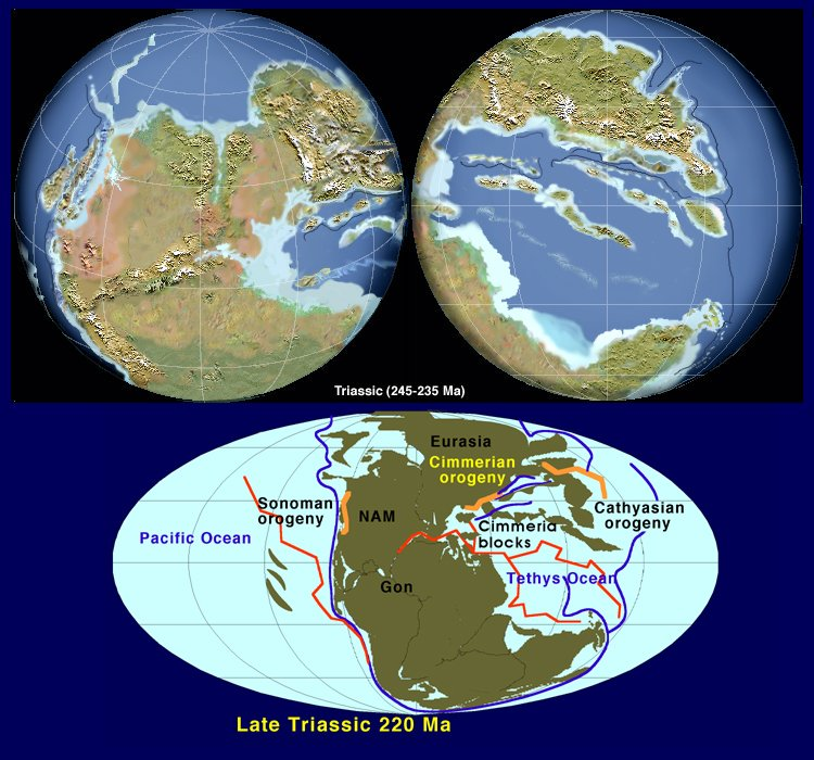 CErSE_US's tweet photo. Day16—#30DayEarthHistory—Triassic Per.—252-201mya
THE AGE OF #REPTILES!
Pangaea: dry/hot, little coastline
Rise: precursor #dinosaurs &amp;1st mammal
Few marine species/coal gap/lack swamps(Perm Ex) 
EXTINCTION! Pangea breaks #climatechange=22% marine families/many land species https://t.co/KIM3LXiNLf