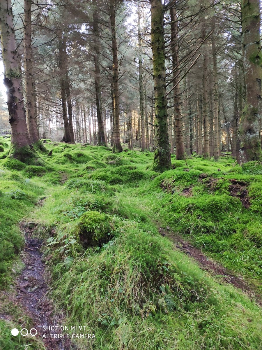 Nice trek with the girls in Cruagh Woods