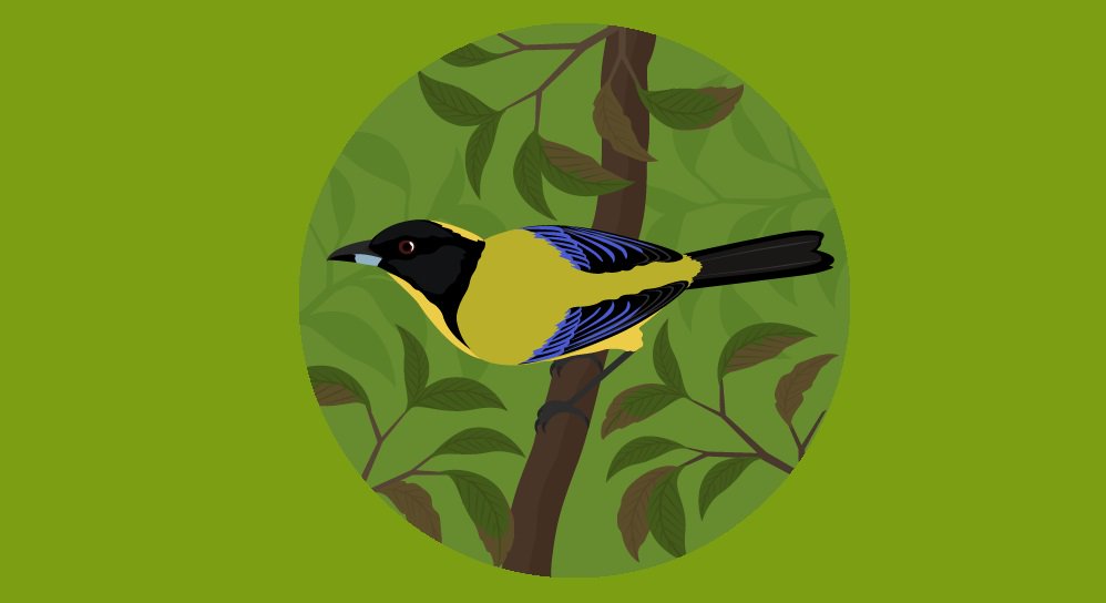 worldbirds32's tweet image. Black-chinned Mountain-tanager (Anisognathus notabilis) #paining #art