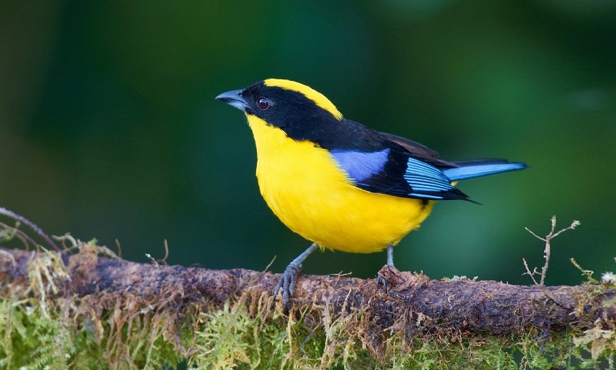 worldbirds32's tweet image. Black-chinned Mountain-tanager (Anisognathus notabilis) #paining #art