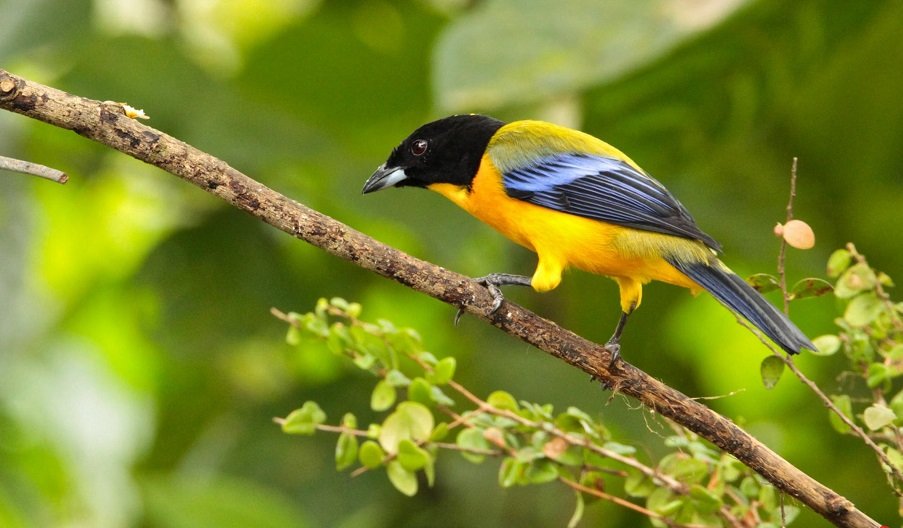 worldbirds32's tweet image. Black-chinned Mountain-tanager (Anisognathus notabilis) #paining #art