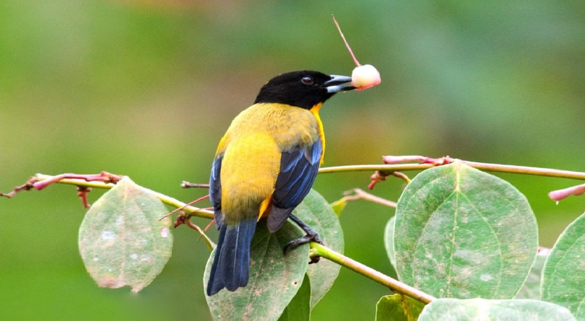 worldbirds32's tweet image. Black-chinned Mountain-tanager (Anisognathus notabilis) #paining #art