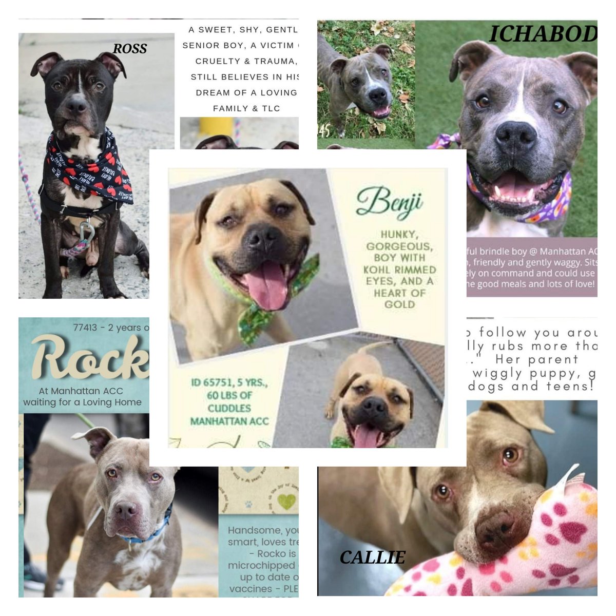 ginachron's tweet photo. Dogs at #NYCACC who can die 19 NOV. Adoptable. Healthy. Loving. Want what makes every dog happy -someone of their own! To #Adopt or #Foster for #rescue +save a life, Email mustlovedogsnyc@gmail.com or ➡️fb link, click pics +comment on dog's page🙏 #Pledge https://t.co/Mq1VWSyCD3 https://t.co/TU9cve5Y33