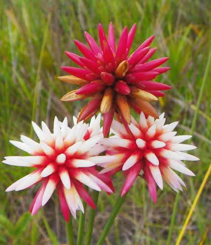 Comúnmente se conoce como “Flor de Inírida” a dos especies de plantas herbáceas que tienen coloridas cabezuelas (inflorescencias) rojas con blanco. Estas plantas tienen un gran carisma y belleza, 
#FloresDeColombia
#naturaleza