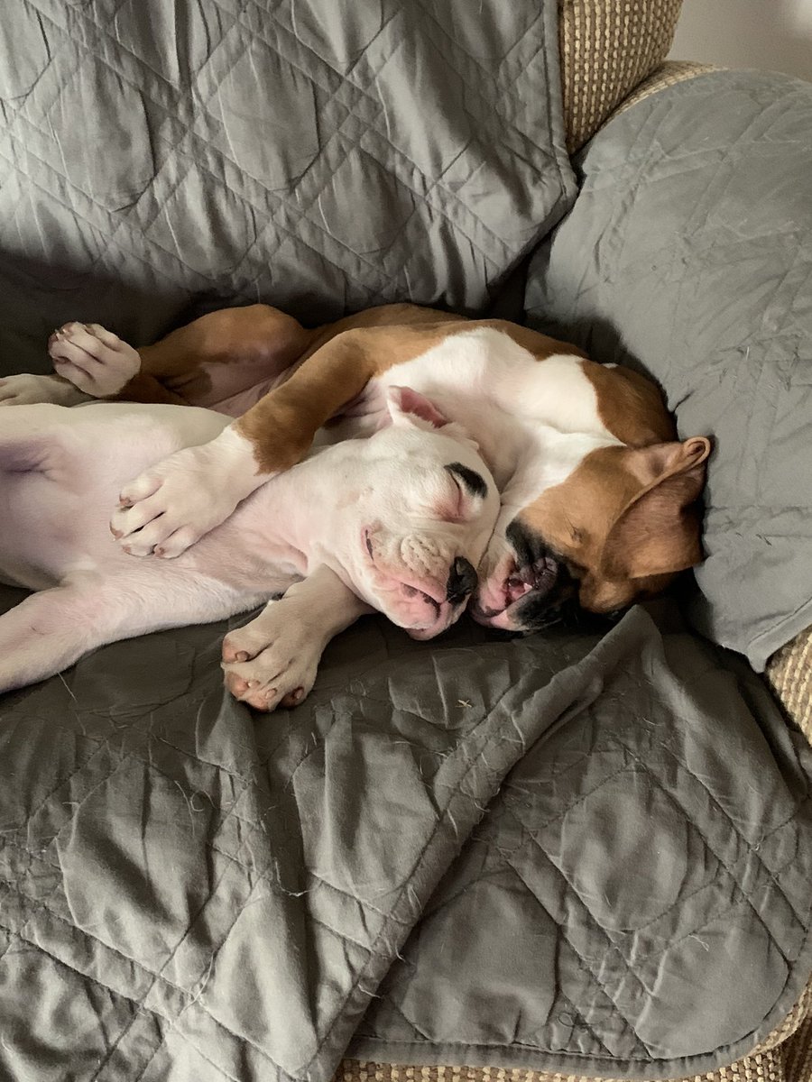 Kskarbs's tweet image. Lazy Sunday #puppies #boxerdogs #lazysunday