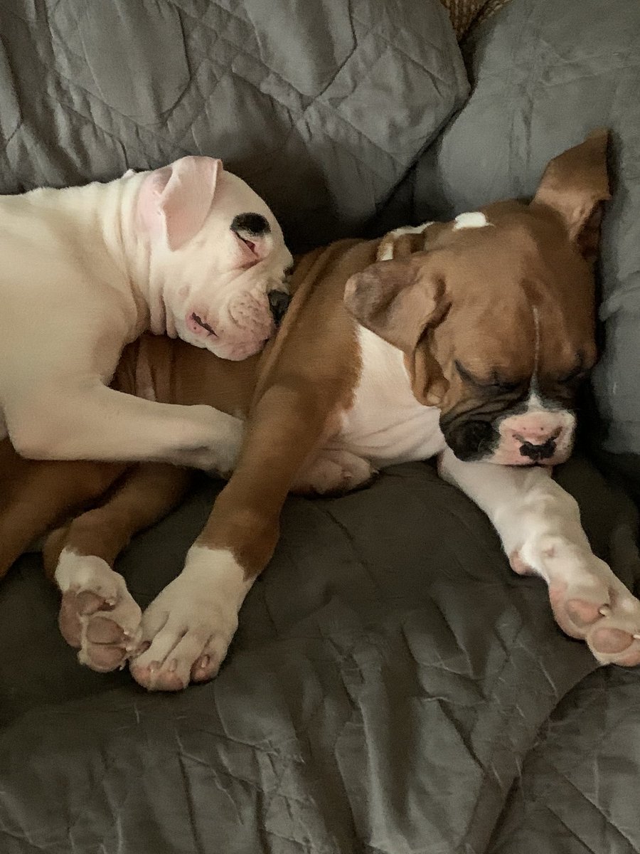 Kskarbs's tweet image. Lazy Sunday #puppies #boxerdogs #lazysunday