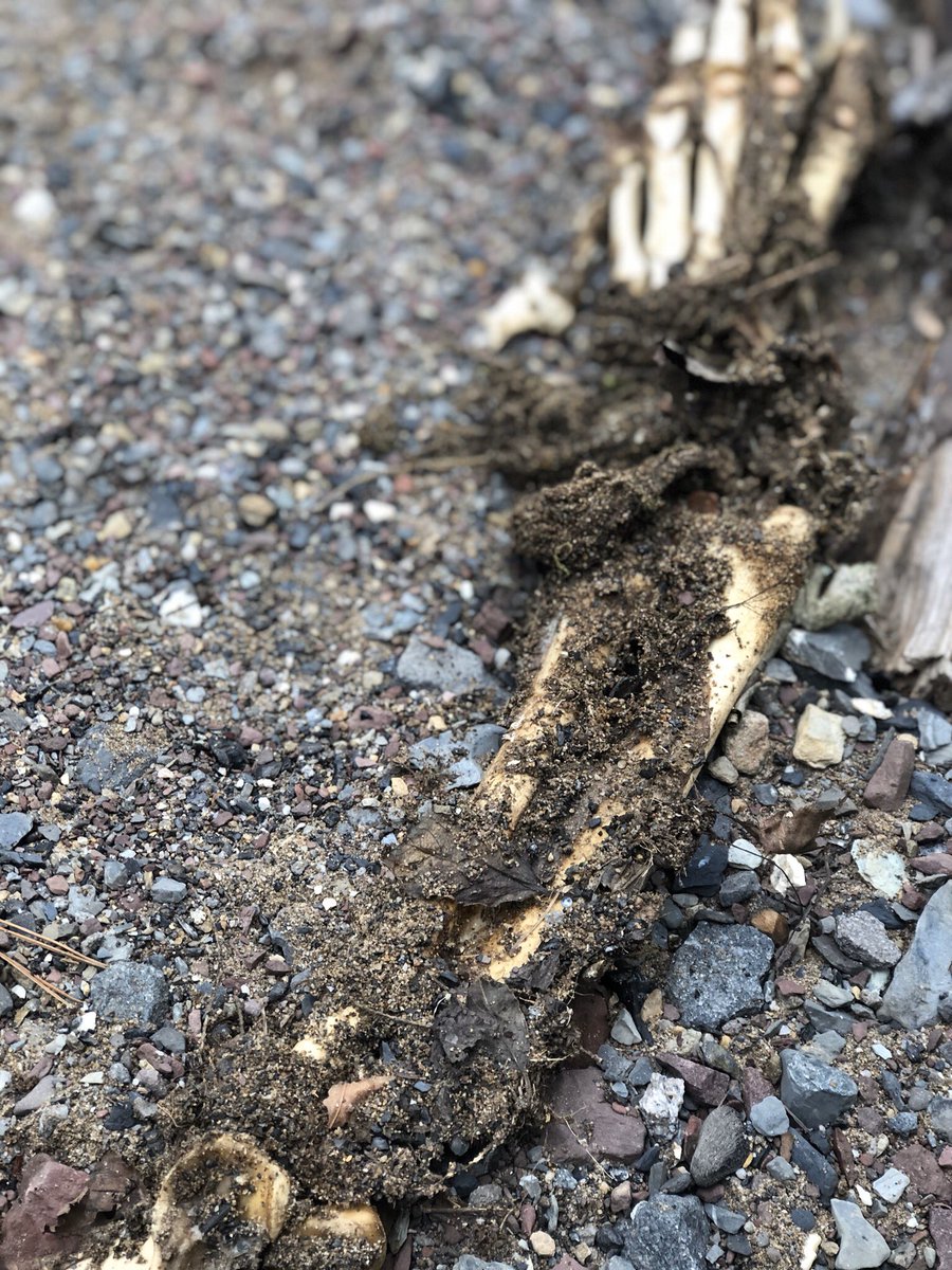 MujuniMirembe's tweet photo. HUMAANN?! or Bear forearm? 
Found on ses strat field trip 
#ees152 https://t.co/LmVEUkWoyo