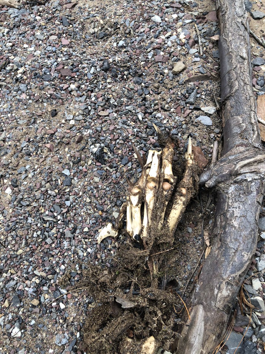 MujuniMirembe's tweet photo. HUMAANN?! or Bear forearm? 
Found on ses strat field trip 
#ees152 https://t.co/LmVEUkWoyo