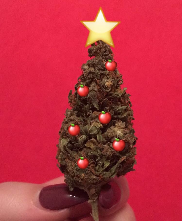 christellemeth1's tweet photo. Es weihnachtet 👼🏻☃️ #xmas #hollyweed https://t.co/mrLji0PnbK