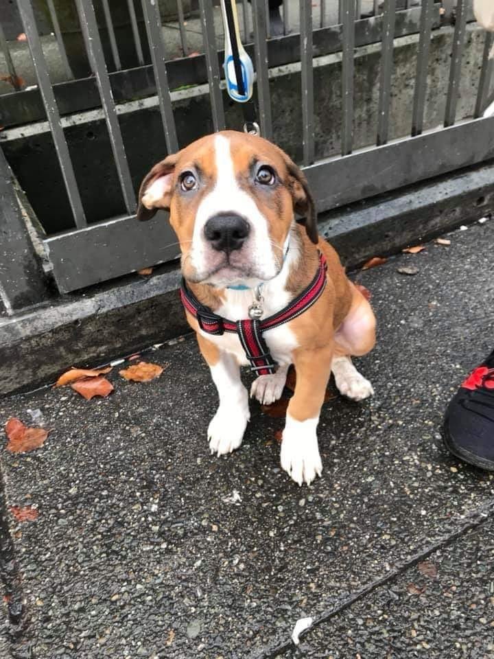 darcynews's tweet photo. An update on the dog that was being sold at Main/Hastings: He is *stolen*, apparently taken from someone’s yard. The Vancouver police have been notified. Answers to Bailey. Keep an eye out! https://t.co/ADogo4eanI