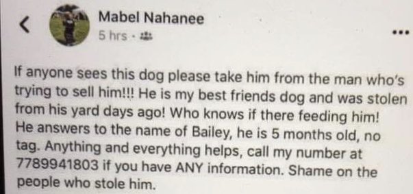 darcynews's tweet photo. An update on the dog that was being sold at Main/Hastings: He is *stolen*, apparently taken from someone’s yard. The Vancouver police have been notified. Answers to Bailey. Keep an eye out! https://t.co/ADogo4eanI