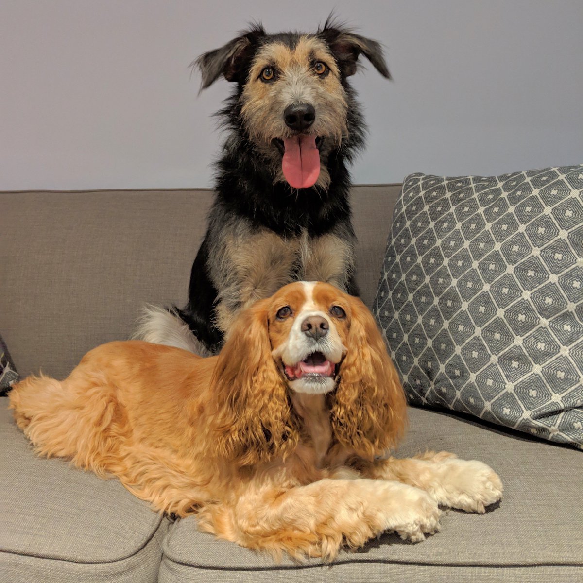 DisneyPlus's tweet photo. Weekend Mood: A Progression. 😆➡️😴

Cozy up on the couch later this afternoon and live tweet with @dog_rates using #LadyAndTheTramp as we stream the #DisneyPlus Original. 14/10 best dogs in showbiz! https://t.co/D0Yga4fJGc