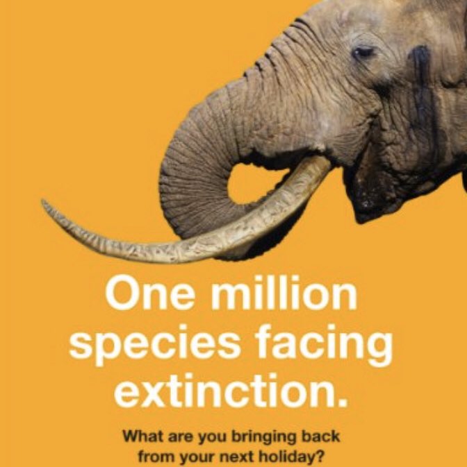 🇳🇿 NZ govt is officially considering closing down it’s #ivory trade. I’ve set out in our <a href="/JGI_NZ/">Jane Goodall NZ</a> submission why a ban is necessary, backed by 6 yrs research. janegoodall.org.nz/assets/Submiss… 🐘

<a href="/HelenClarkNZ/">Helen Clark</a> <a href="/AWFCEO/">Kaddu Sebunya</a> <a href="/prowildlife/">Pro Wildlife</a> <a href="/ProtectWild/">Paul Harrison, MBA, FRGS</a> <a href="/BryanChristy/">Bryan Christy</a> <a href="/EleRhinoMarch/">March4ElesAndRhinos</a> @extinctsymbol