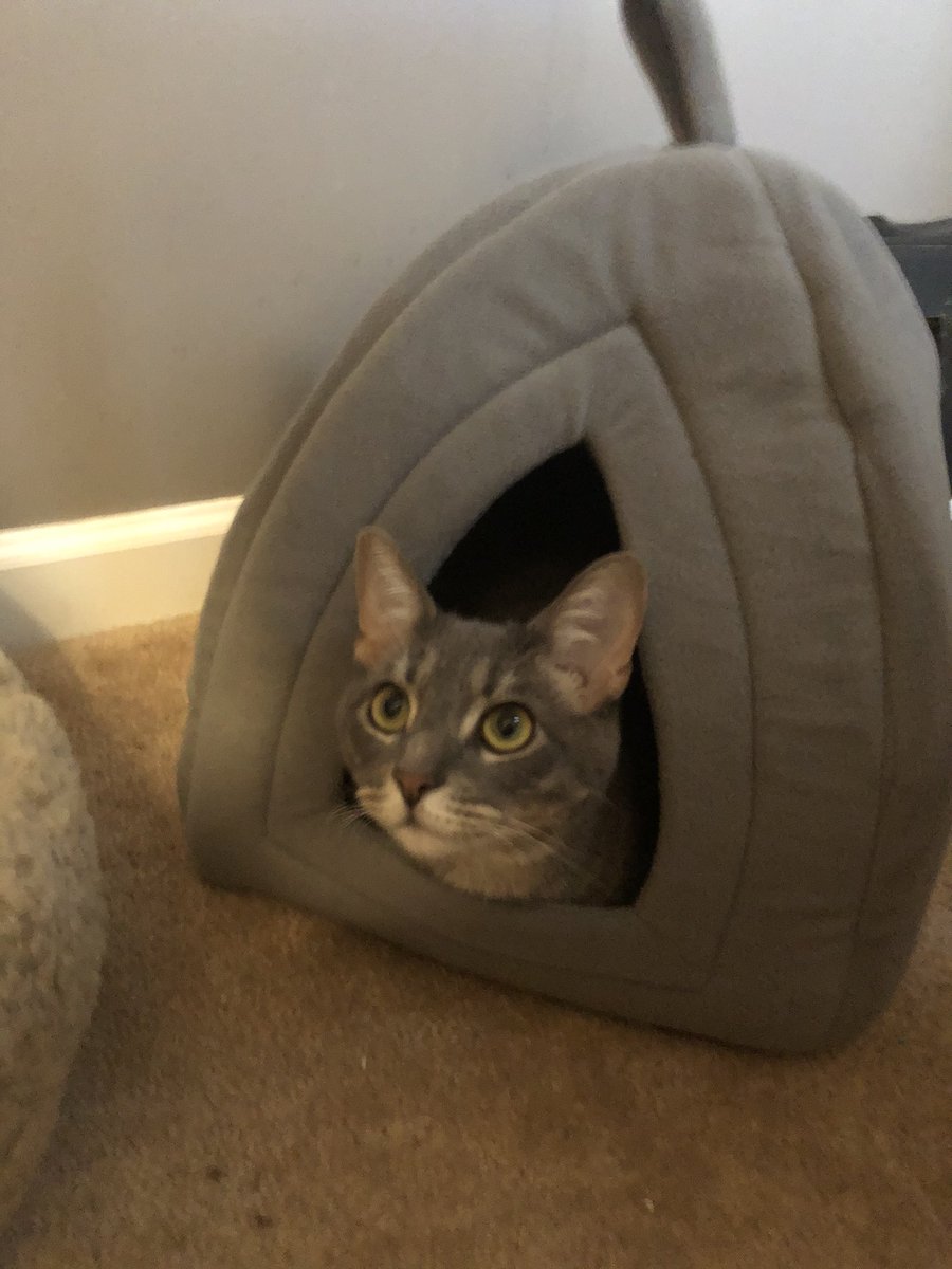 GlitchytheCat's tweet photo. It’s been a little cool lately, but’s it’s ok my Humans, aka Daddy Cat and Mommy Cat, bought me little kitty warming tents for all the rooms, and I Love Them! #cutecat #CatsOfTwitter #warmkitty #lovemyhumans https://t.co/scnSZgRoYh