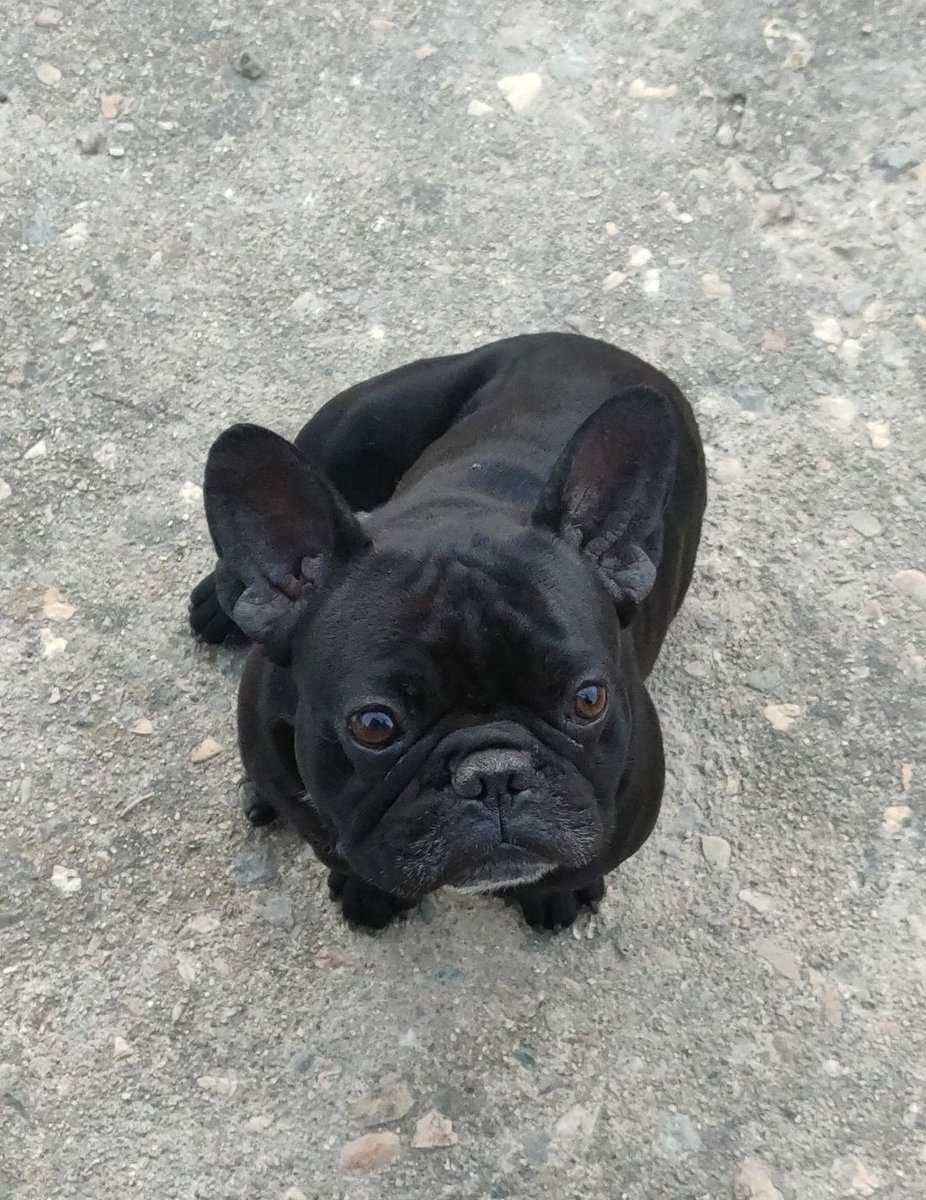 AnaRitaFigueir3's tweet photo. Pipo 🐶. O Pipo deixou de andar e não se aguenta em pé. A única salvação dele para não o abaterem é uma operação de 1563 euros na qual não consigo pagar. Quem conseguir ajudar eu agradeço nem que seja só com 2€ apenas. Custa vê-lo assim. Retweetem pf ♥️
https://t.co/Z9E4B6VyKE https://t.co/6o1CHmADIG