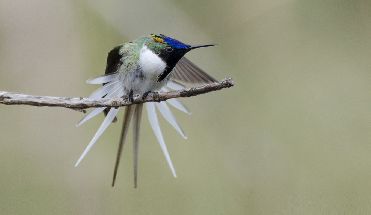 worldbirds32's tweet image. Horned Sungem (Heliactin bilophus) #paining #art