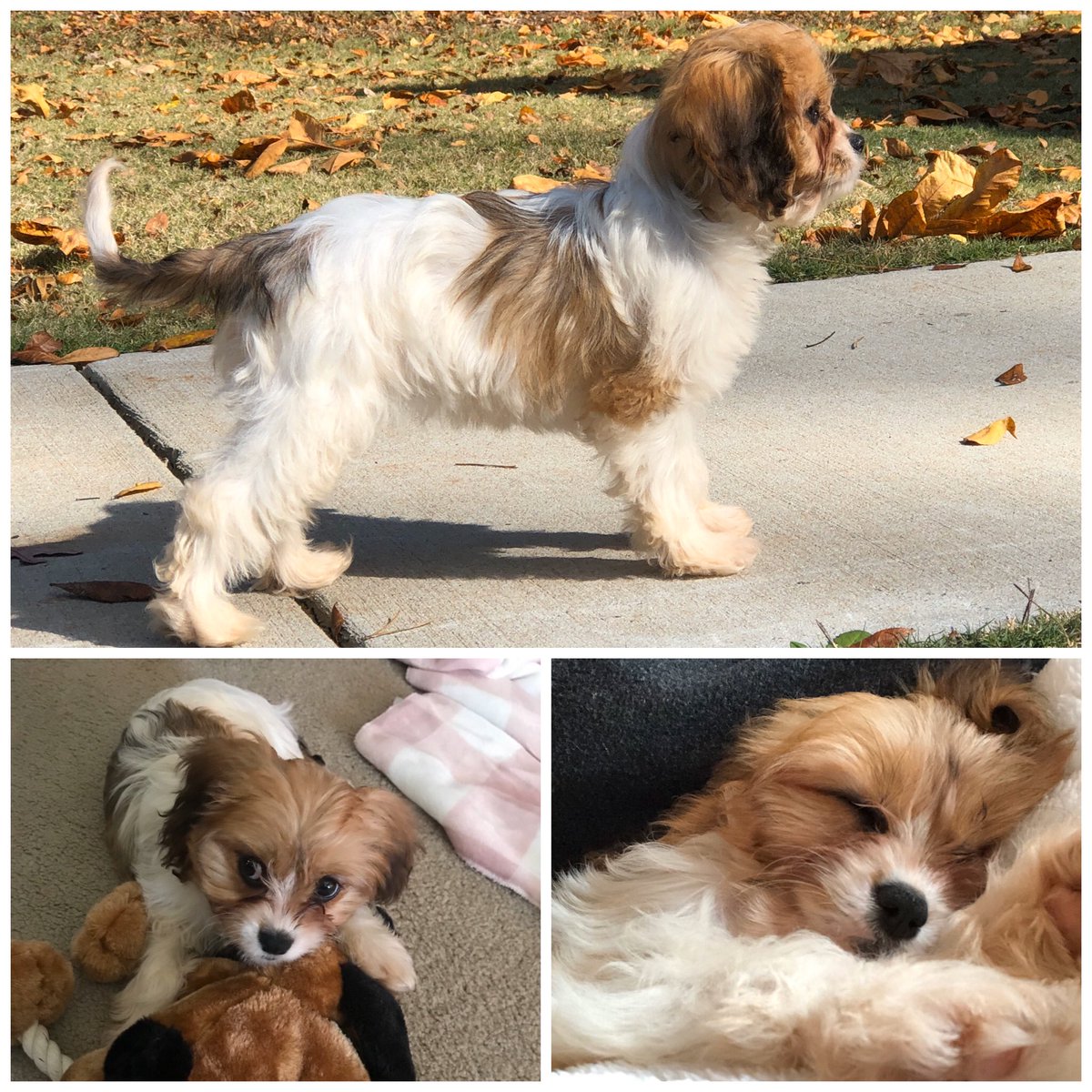 elisabeth_wang's tweet image. This happened! Izzie - (for Isabelle in @LizStrout novel #AmyandIsabelle) joined our family yesterday! #puppylove