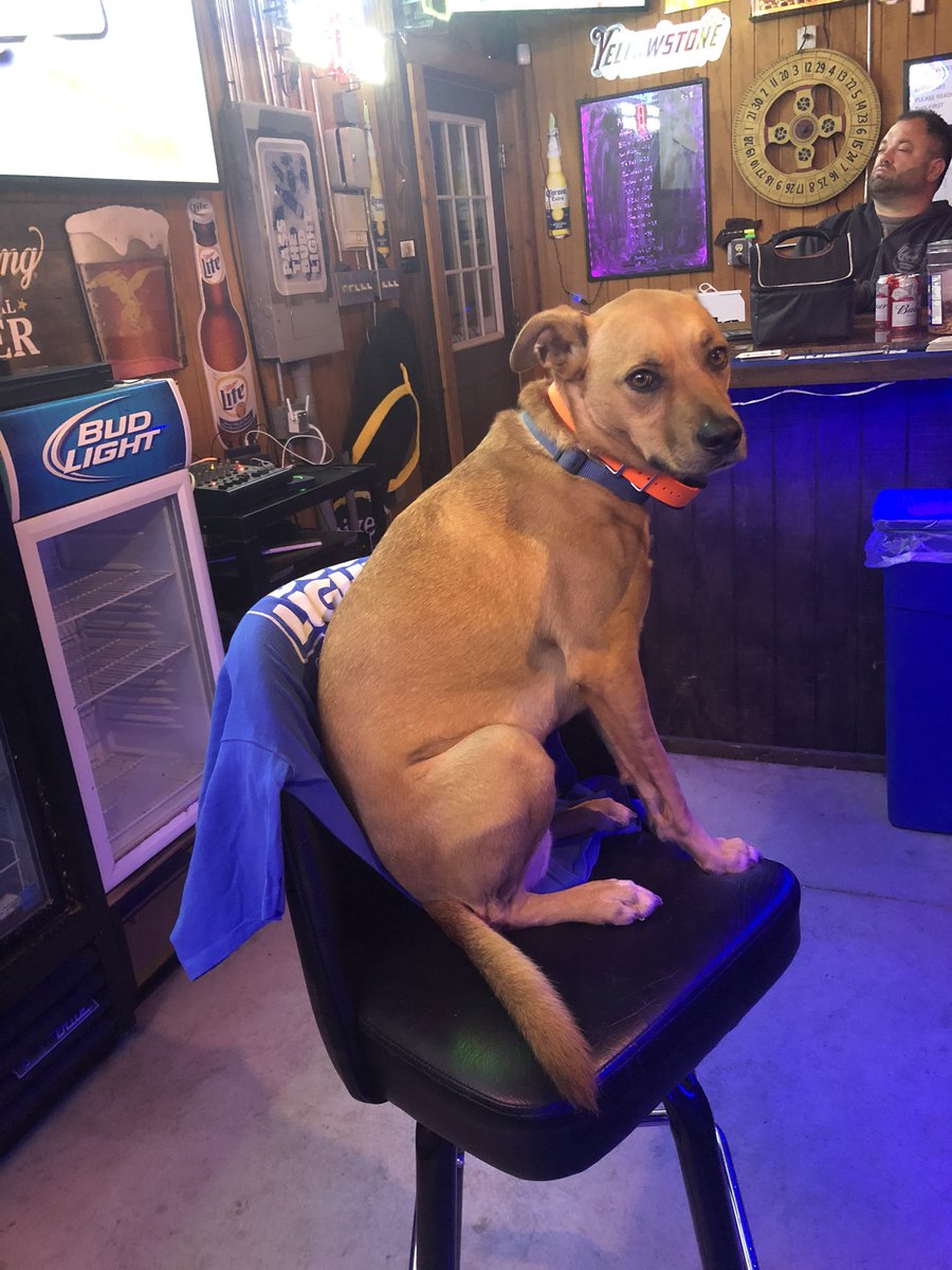 Shadyview Inn tweet media