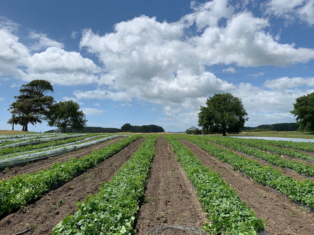 EnzedExotics's tweet image. Our Kiwano plants are now coming out of their protective tunnels into the spring sunshine. It's looking beautiful out in the field with lots of bees and flowers. #ourhappyplace