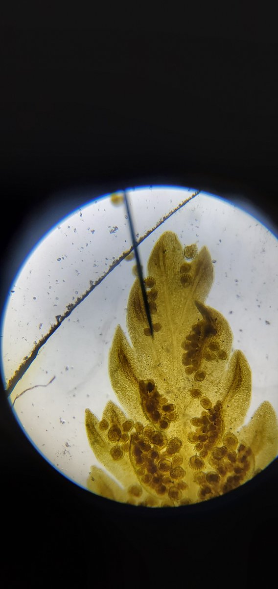 lms_tigers's tweet photo. Mr. Barker's @lms_tigers science students are using microscopes in their science lab to look at plant cells and other things. @morgansanders90 #scienceisfun https://t.co/C6k6pGEXc3