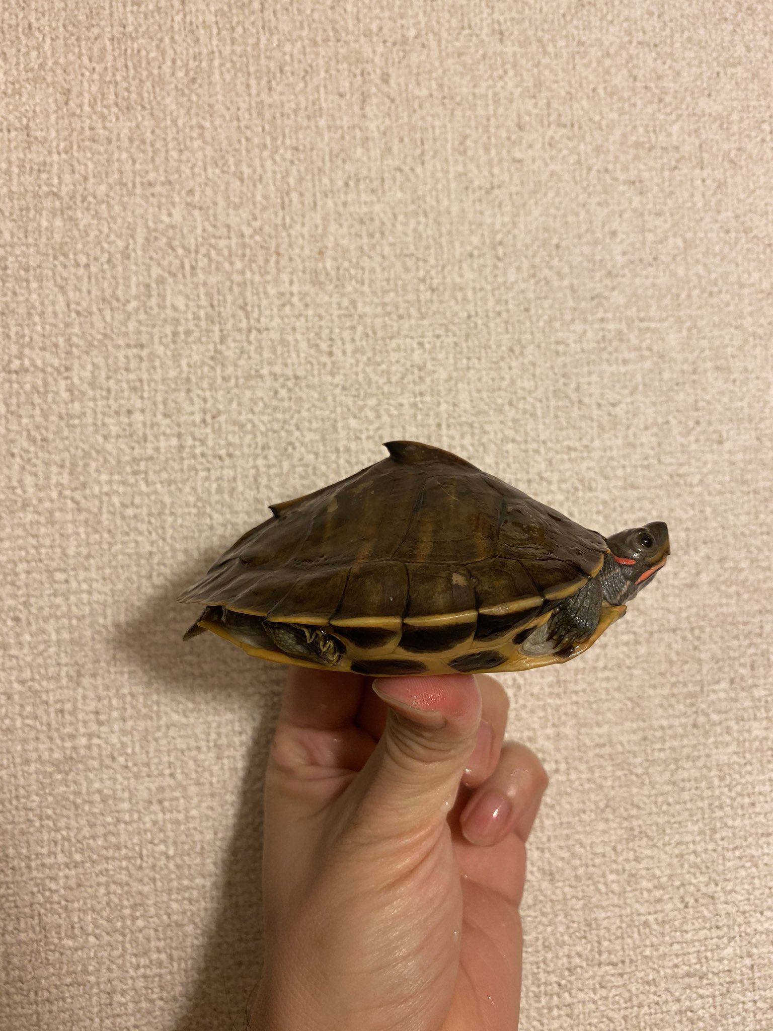 Flatfloor またカメ買ったの どんなやつ これです カッコ良いでしょ えー これ ほぼ緑亀じゃん 違いますよ 甲羅がとんがってるんですよ とんがった緑亀じゃん アッサムセタカガメ Flatfloor またカメ買ったの どんなやつ これです カッコ良いでしょ えー これ ほぼ緑亀じゃん 違いますよ 甲羅がとんがってるんですよ とんがった緑亀じゃん アッサムセタカガメ
