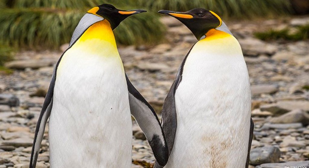 Gay Penguins Try To Hatch Egg After Stealing