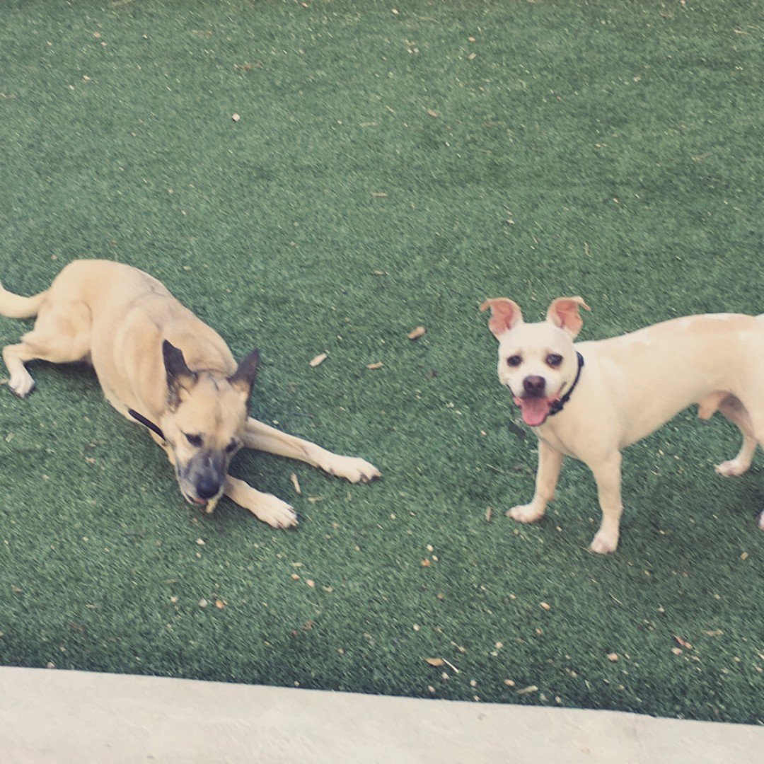 pooch_npub's tweet photo. Friends that play together, stay together! Join Pooch 'N Pub today to make lasting friendships! #BarkAboutIt🐕 #DoggoneFun #PoochNPub https://t.co/vBSYaldKFz