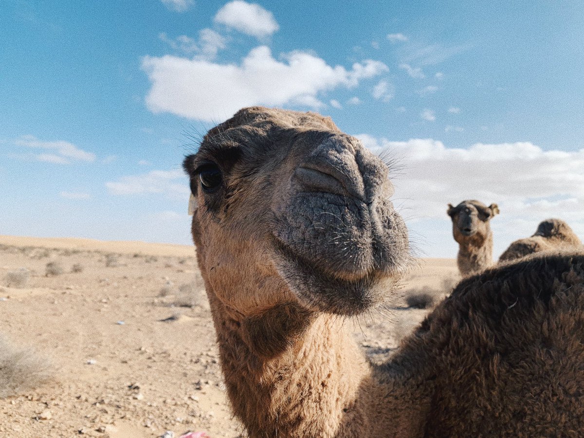 andreeeebt's tweet photo. Voy a subir aquí algunas fotos de mi viaje a El Sahara porque me gustan mucho🙂 https://t.co/wRWr1f6m0C