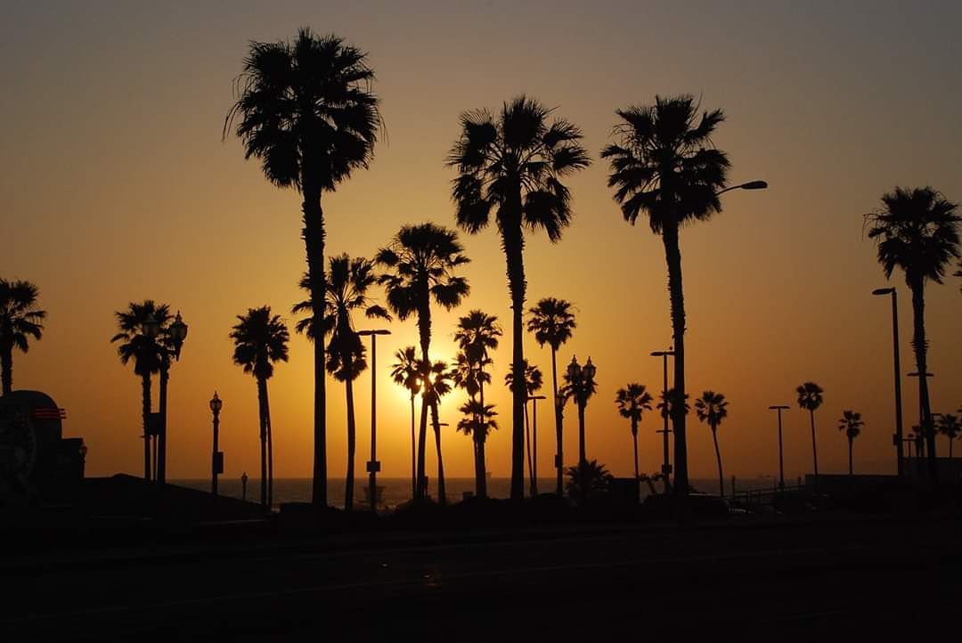 Sea of Palm TreesHuntington Beach, CA#naturephotography #sunsetphotography #huntingtonbeach #HB #theOC #orangecounty #OC #California #californiadreaming #travelphotography #palmtrees