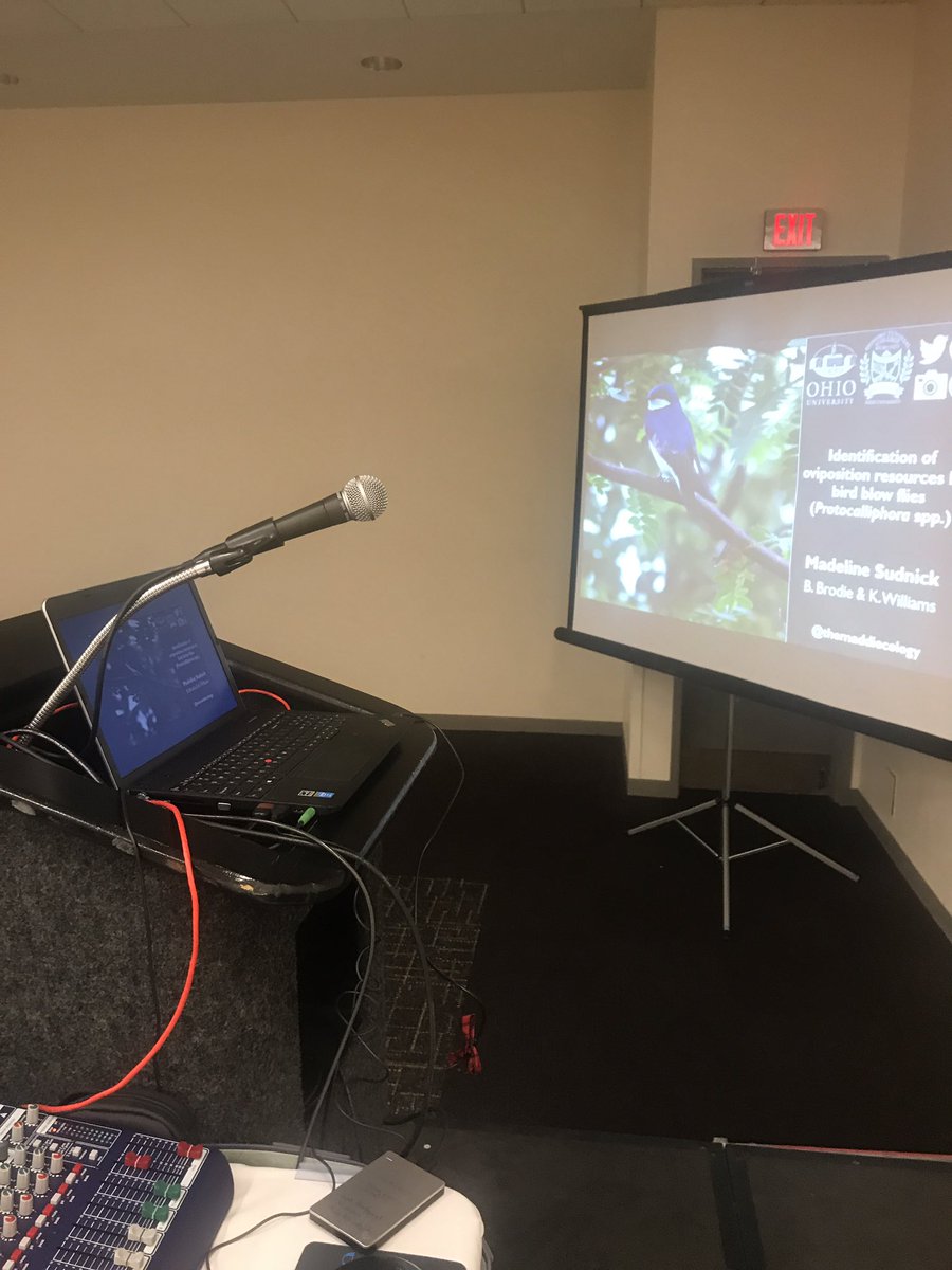 themaddiecology's tweet photo. Practice session for the @BugswithBekka lab!
Come see Mitch Duffner with midges at 11:10 in 276
Evelyn Blakeman with pollinating flies at 11:30 in 240
and me with parasitic flies at 11:50 in 276 all on 11-17!
#VampireMaggots #BeyondBees #MidgeManagementOH #EntSoc19 #Entsoc2019 https://t.co/SyFypPu9DQ