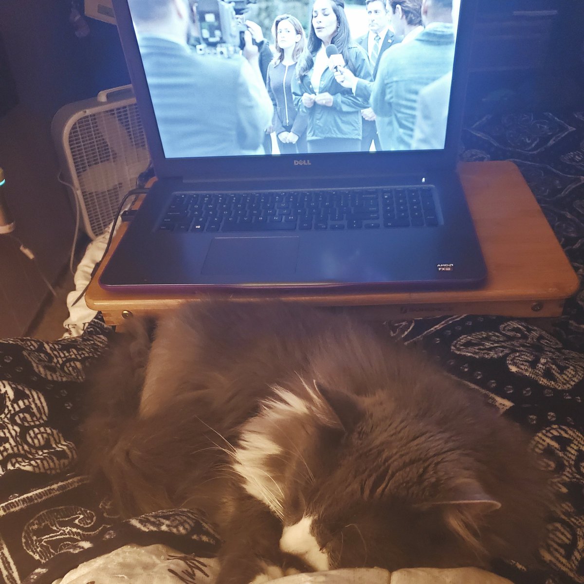 New found happy place 🥰
It's snuggles from #hannibalthecat and #Instinct for a relaxing afternoon