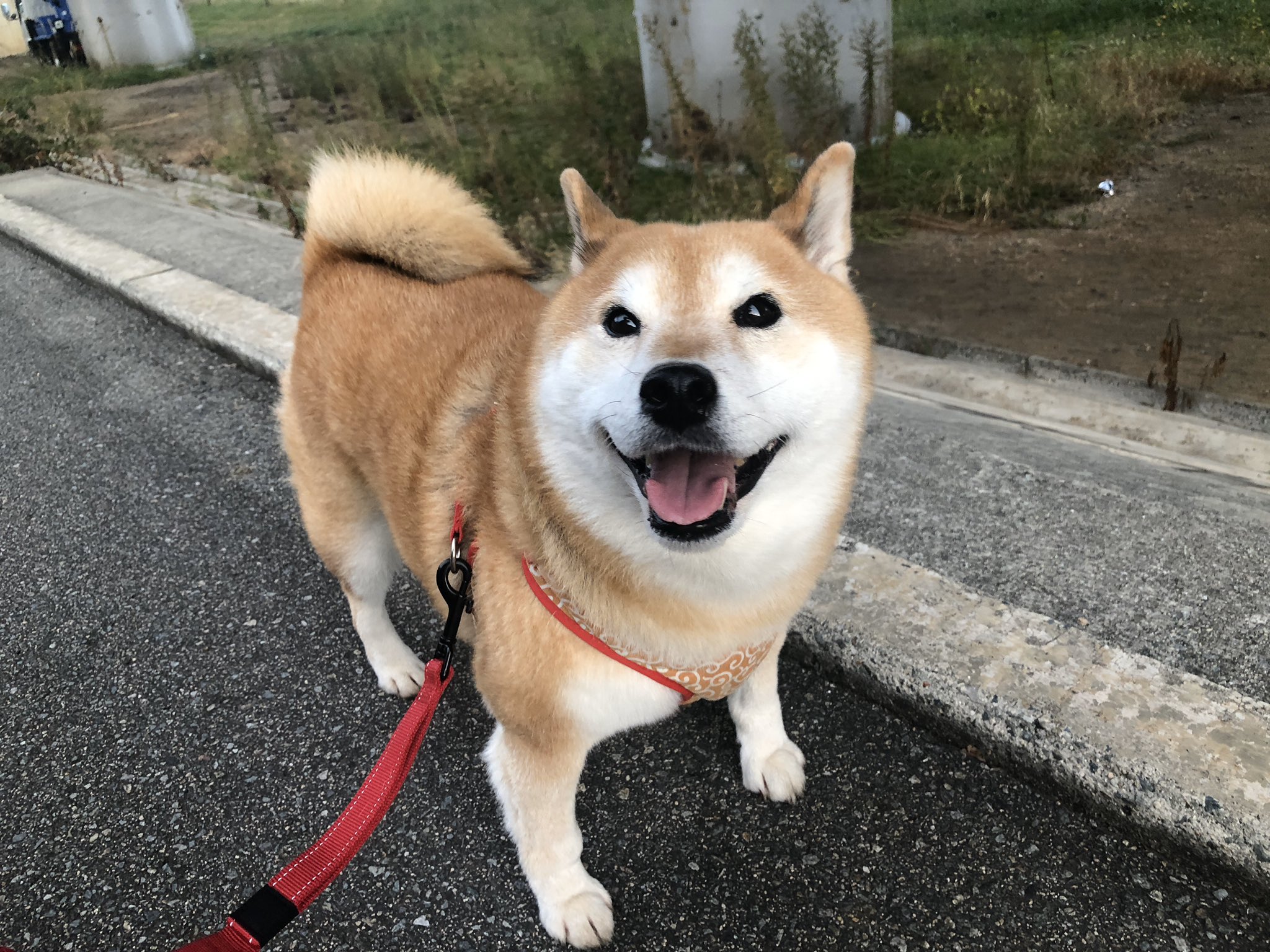 柴犬アンちゃん 動物が嫌いな人が嫌い 自分って性格悪いなと思う瞬間 T Co Txra3ythkx Twitter