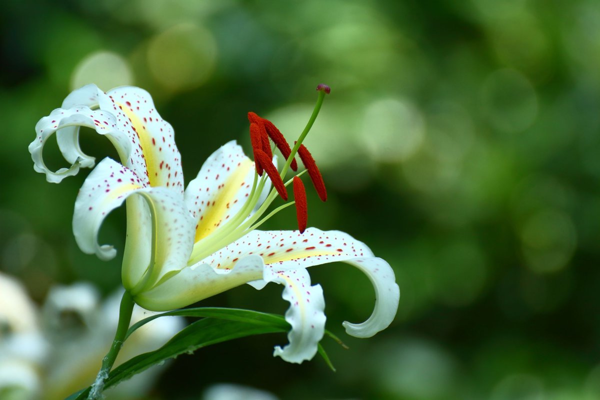 アルビオン Albion 公式 على تويتر おはようございます 今日の誕生花は ヤマユリ 花言葉は 威厳 純潔 人生の楽しみ です 日本特産の植物で 背が高く大きな花が咲く気品のある花姿と香りの良さから 百合の王者 と言われているそう 香りを放ちながら