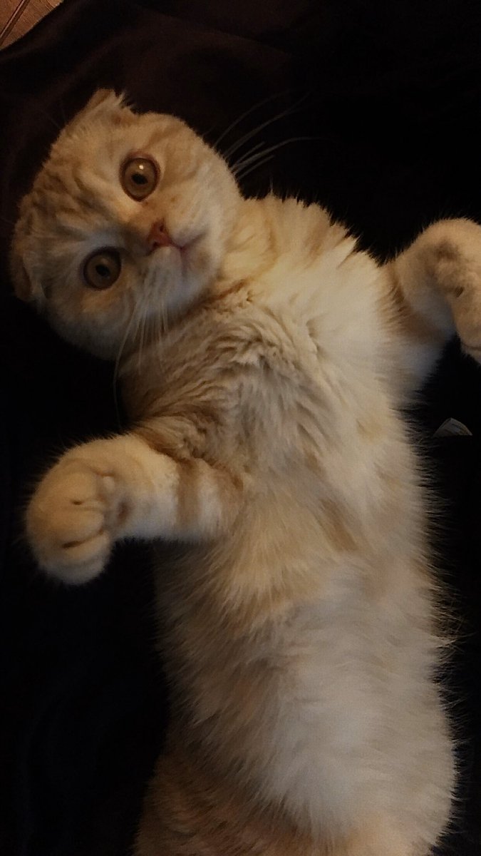 _SimplyJessicaa's tweet image. Astro 💕😺