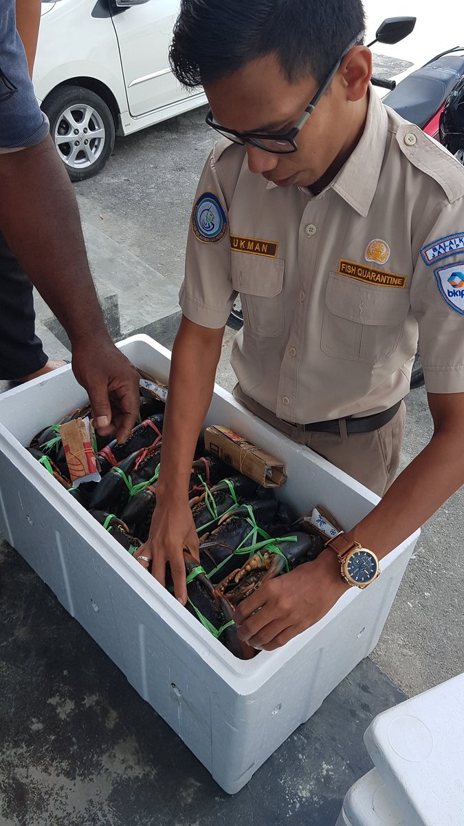 WilkerBiak's tweet photo. Pemeriksaan Media Pembawa Kepiting Bakau 60 ekor 2 Box milik Syamsuddin B Biak tujuan Ziyang PLI Jakarta 
@BKIPMJayapura @HumasBKIPM @BKIPMJakartaI https://t.co/qd7RwjKNA9