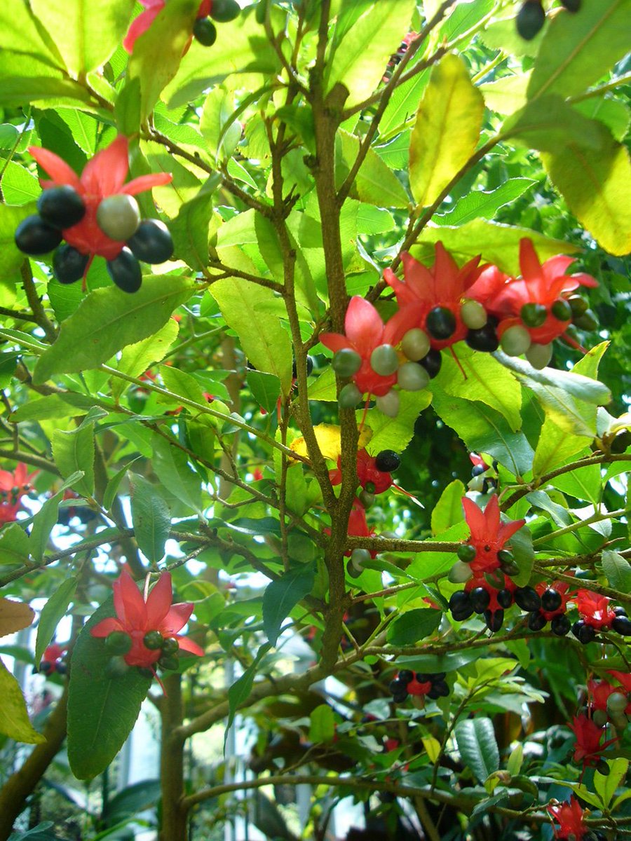 蒼天 翔 今日はミッキーマウス ミニーマウスの誕生日 ミッキー ミニーがスクリーンデビューした日 写真は以前撮った ミッキーマウスの木 リクエスト Toni Basil トニー バジル で Mickey ありましたらお願いします はなモーニングトレイン