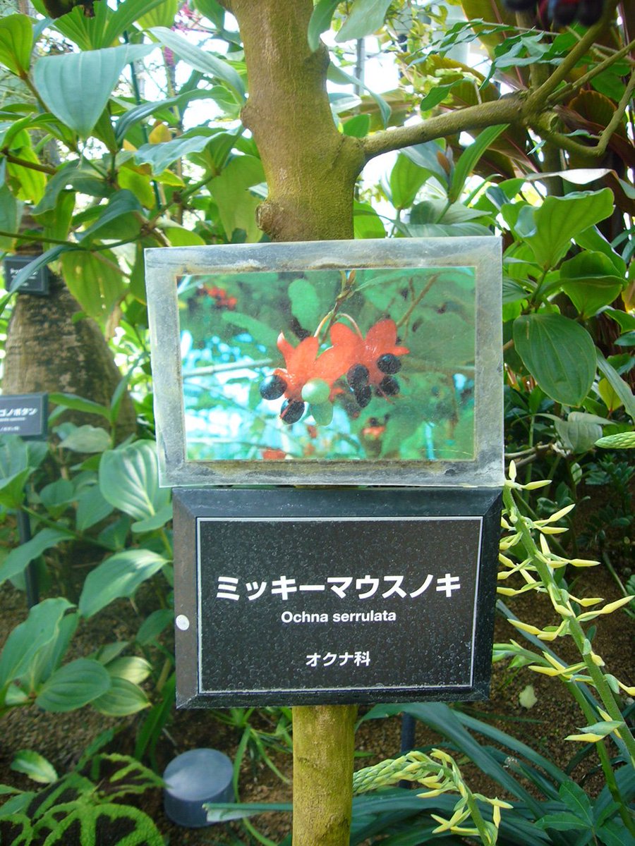 蒼天 翔 今日はミッキーマウス ミニーマウスの誕生日 ミッキー ミニーがスクリーンデビューした日 写真は以前撮った ミッキーマウスの木 リクエスト Toni Basil トニー バジル で Mickey ありましたらお願いします はなモーニングトレイン