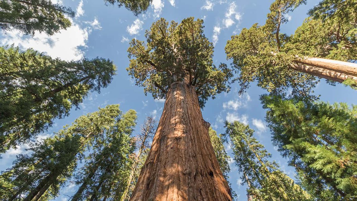 The #GeneralSherman, a giant sequoia in California’s southern Sierra Nevada, is as wide as a three-lane highway, nearly as tall as the Statue of Liberty, and older than Christ. | buff.ly/2QjiKwe