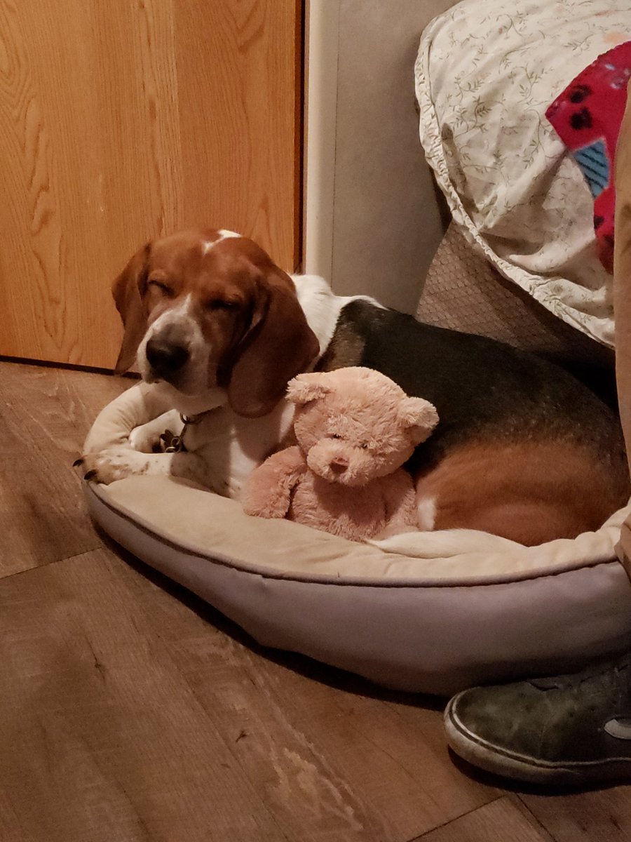 bemoorebooks's tweet photo. Here's a picture of my baby because he's a cutie, but I also hope he brings a smile to someone else's face https://t.co/s59WXX80yB