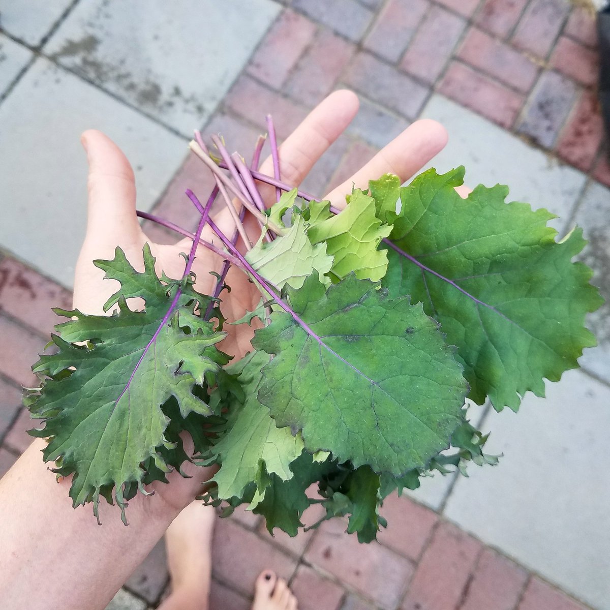 witnips's tweet photo. The red Russian kale is doing so much better now that the caterpillars are gone. #coldweathercrops #babygreens https://t.co/Gj7IZM0DlH
