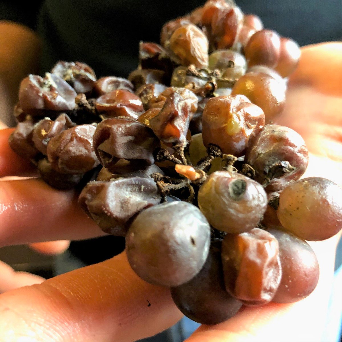 This is a close look of dried grapes used to make wine in the Appassimento style. When the grapes are dried it concentrates the sugars and flavours and leaves us with beautiful tasting wines! 

#colaneriestatewinery #colaneriwines #winery #wines #niagara
