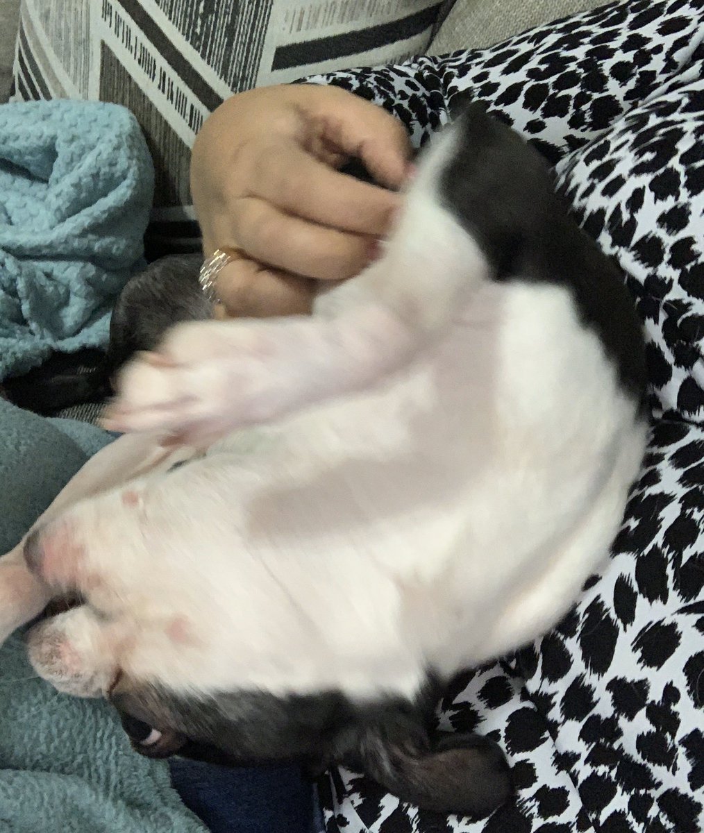 COlivarez0529's tweet photo. Finally home! I loved being at #ASHE2019 &amp; finding inspiration from  emerging research and new ideas...PLUS connecting with colegas. But now I’m home, and Zeke was super excited to see me! #petsofASHE https://t.co/AEpho9AkJc