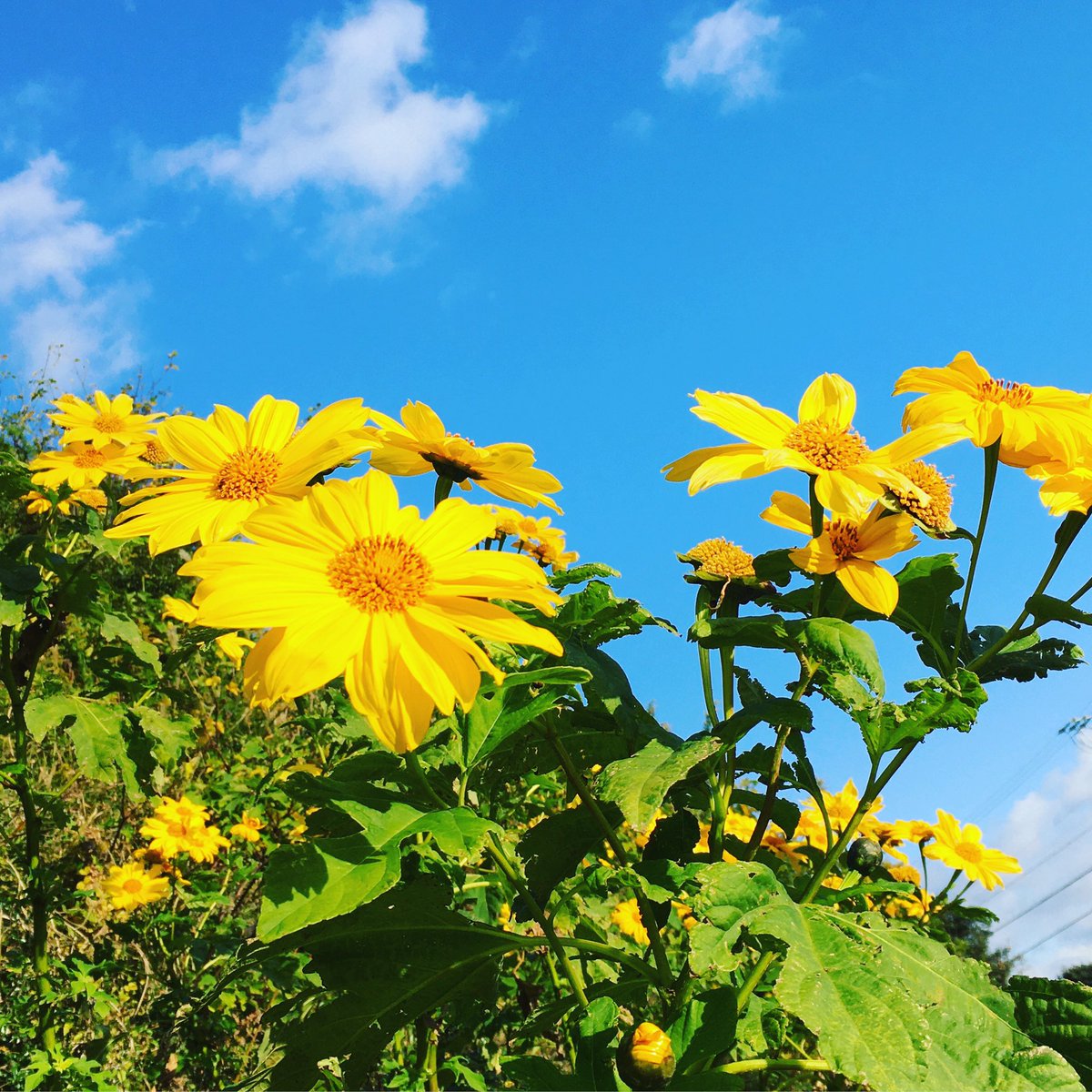 池ポチャ野郎 V Twitter 夏を感じる花が満開です 皇帝ひまわり ニトベギク 新渡戸菊 花 フラワー 黄色い花 ひまわり 背が高い花 葉がヤツデに似た花