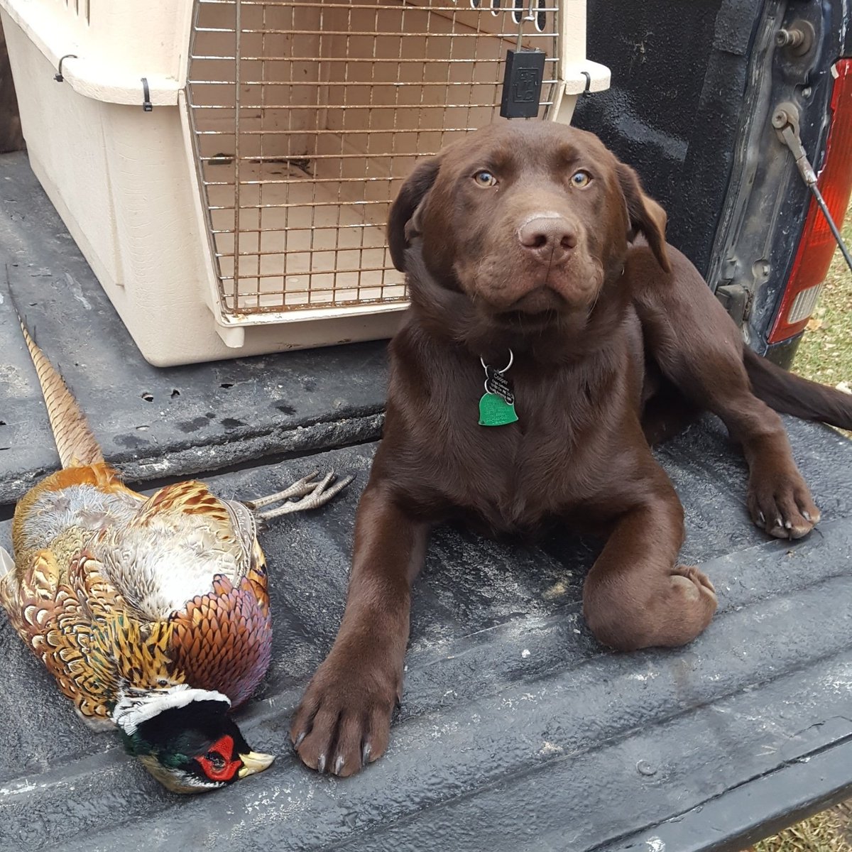 ZellmannChad's tweet photo. First Rooster for him. Many more to come! @pheasants4ever #MN https://t.co/kSySO6hviG