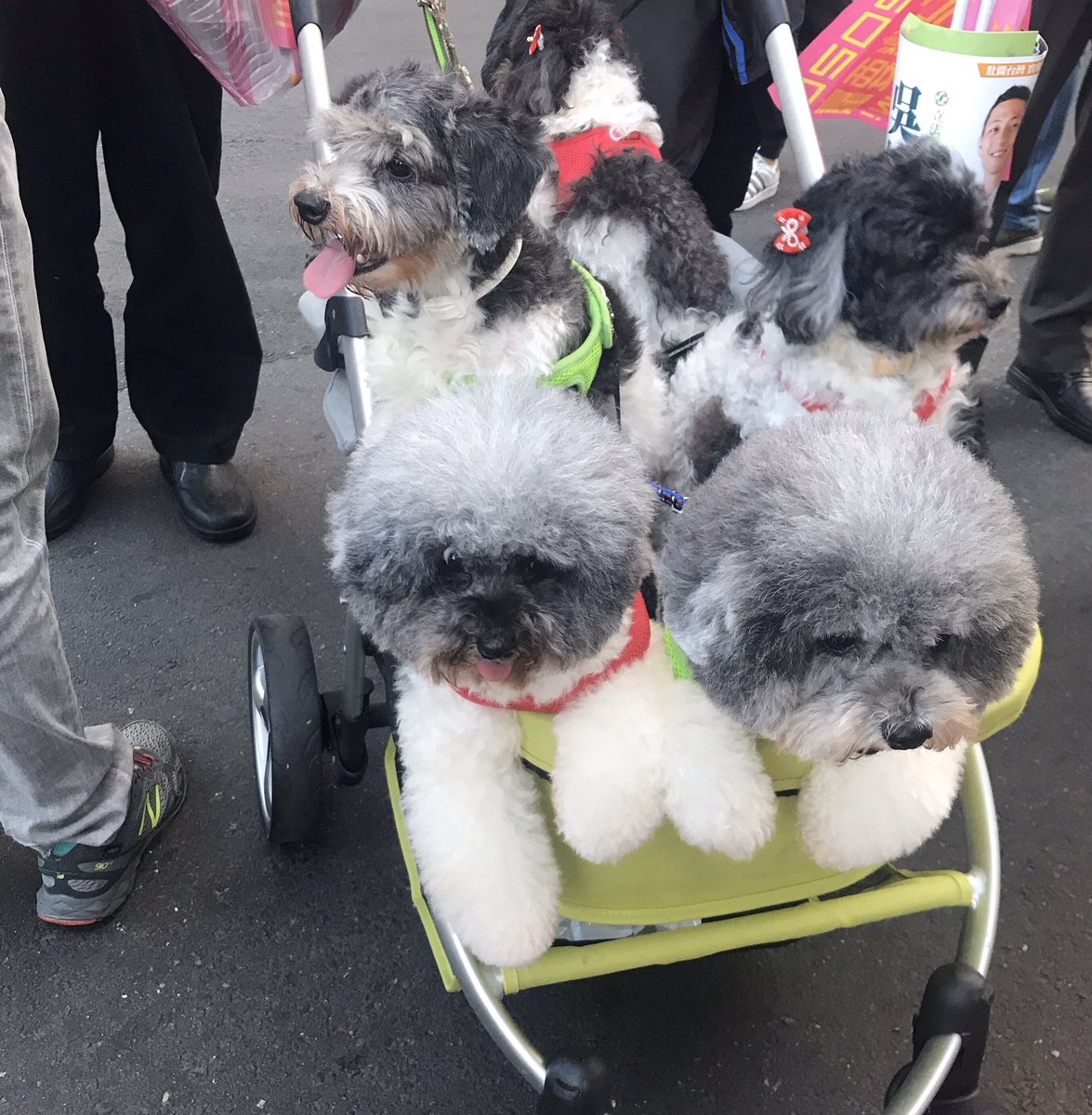 犬ん子 V Twitter 紙博in台湾 閉幕しました 凄い人で 毎度以上のアタフタでしたが 何より台湾の人達の優しさ温かさに半泣き 切り似顔絵の人集りとずっと通訳とお手伝いしてくれたタッキーと会場の近くの大統領集会に来てた 丸い犬 紙博 犬ん子 V Twitter 紙博in台湾 閉幕しました 凄い人で 毎度以上のアタフタでしたが 何より台湾の人達の優しさ温かさに半泣き 切り似顔絵の人集りとずっと通訳とお手伝いしてくれたタッキーと会場の近くの大統領集会に来てた 丸い犬 紙博