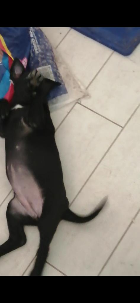 patitainclusiva's tweet photo. Negrita busca hogar😍......hermosa de 45 días, ya come y es un caramelo, cariñosa!! , no podrás de amor ..... En #Melipilla #adoptame #urgente tengo 3 hermanitos💚 https://t.co/Y74837fG2M