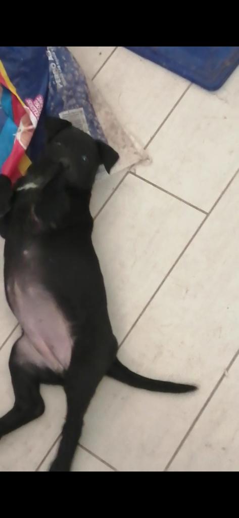 patitainclusiva's tweet photo. Negrita busca hogar😍......hermosa de 45 días, ya come y es un caramelo, cariñosa!! , no podrás de amor ..... En #Melipilla #adoptame #urgente tengo 3 hermanitos💚 https://t.co/Y74837fG2M