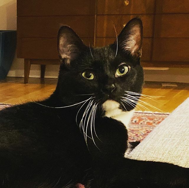 I don’t care if it’s only Sunday! These whiskers just wont wait! 😸 
#whywaitforwednesday #whiskersonpoint #thebrowsareback #eyebrowmeowdel
.
.
.
.
.
.
.
.
#eyebrowwhiskers #cats #whiskers #topmodel #magnificent_meowdels #tuxedofeatures #tuxiesofinsta… ift.tt/37hdZsX